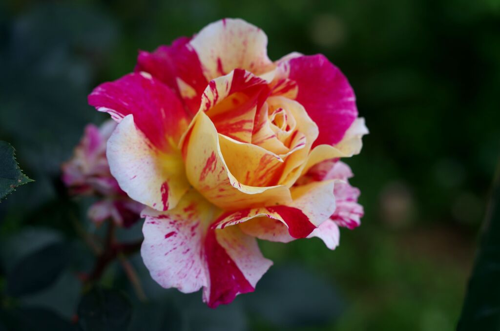 I薔薇２