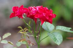 赤い薔薇