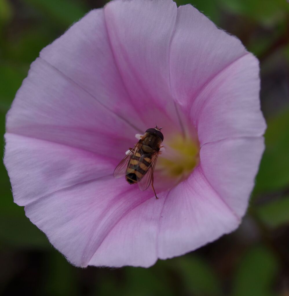 ヒルガオと蜂