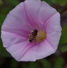 ヒルガオと蜂