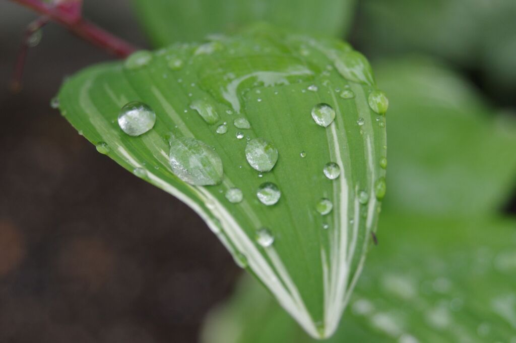 梅雨ですねー