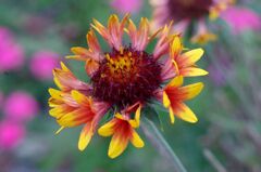 秋を彩る花達７