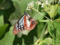 アサギマダラ１