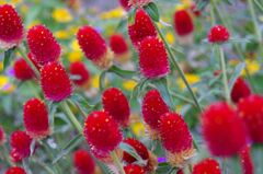 秋を彩る花達８