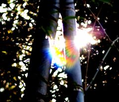 かぐや姫誕生？