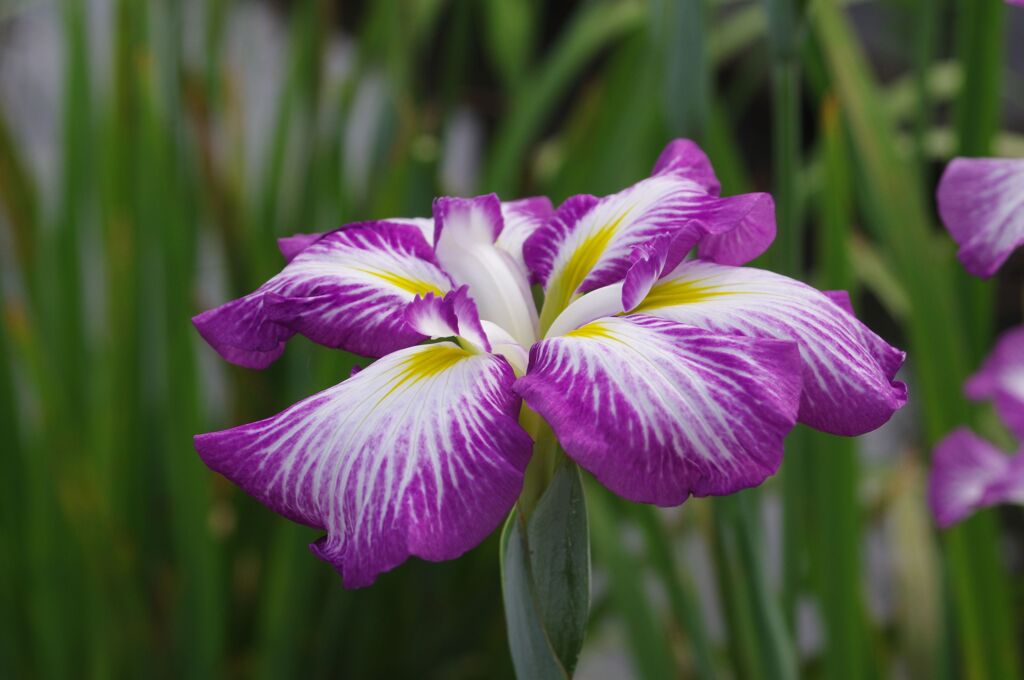 花菖蒲a