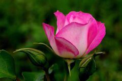 薔薇２