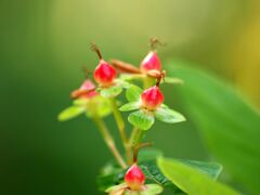 キンシバイの実