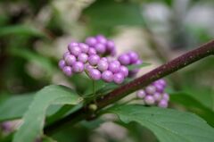 ムラサキシキブ