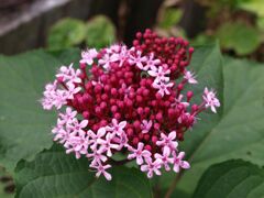 ボタンクサギ１