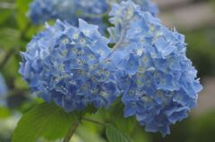 紫陽花１