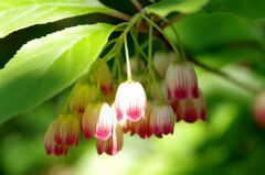 サラサドウダンツツジ２