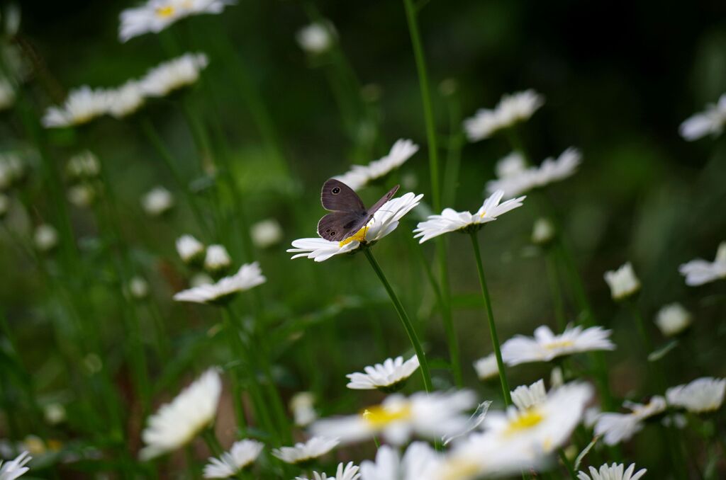 ゴマダラチョウ