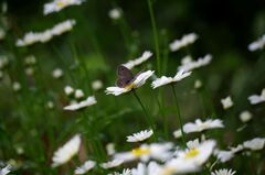 ゴマダラチョウ