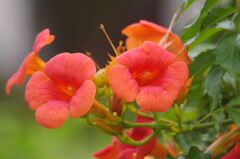 ノウゼンカズラ