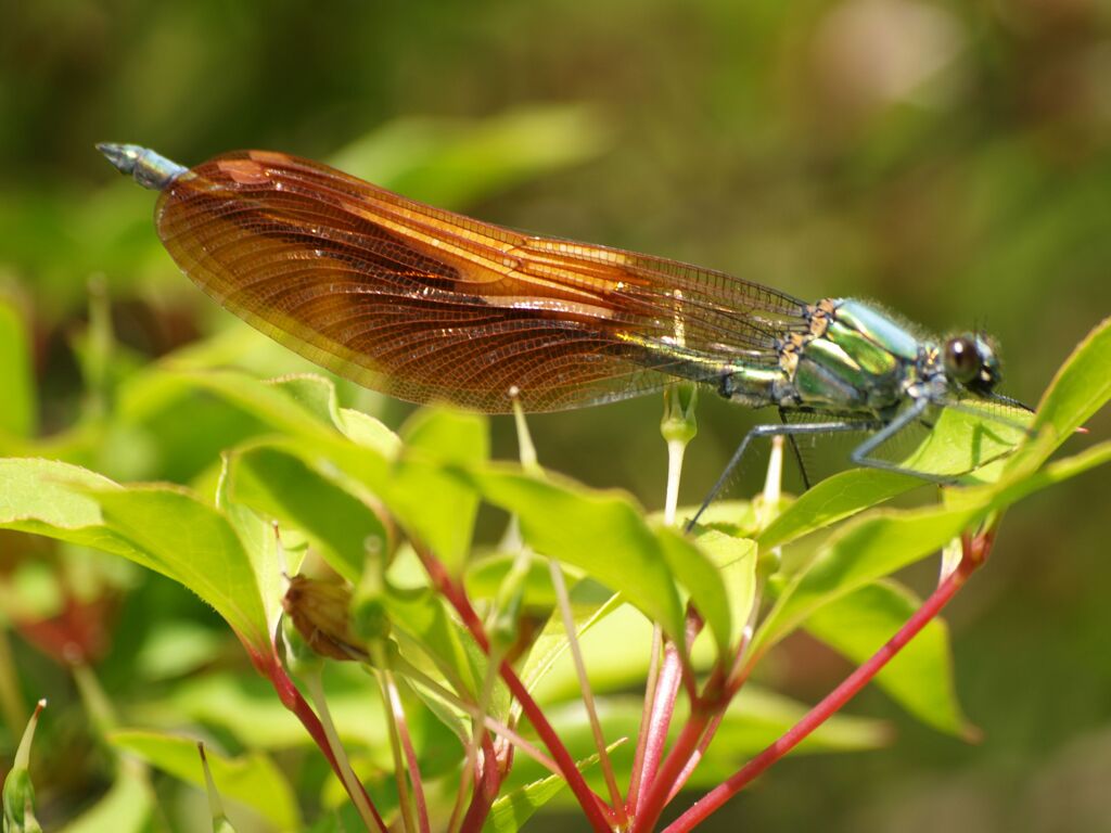 綺麗な羽根でしょ