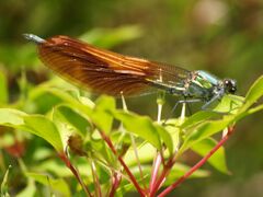 綺麗な羽根でしょ
