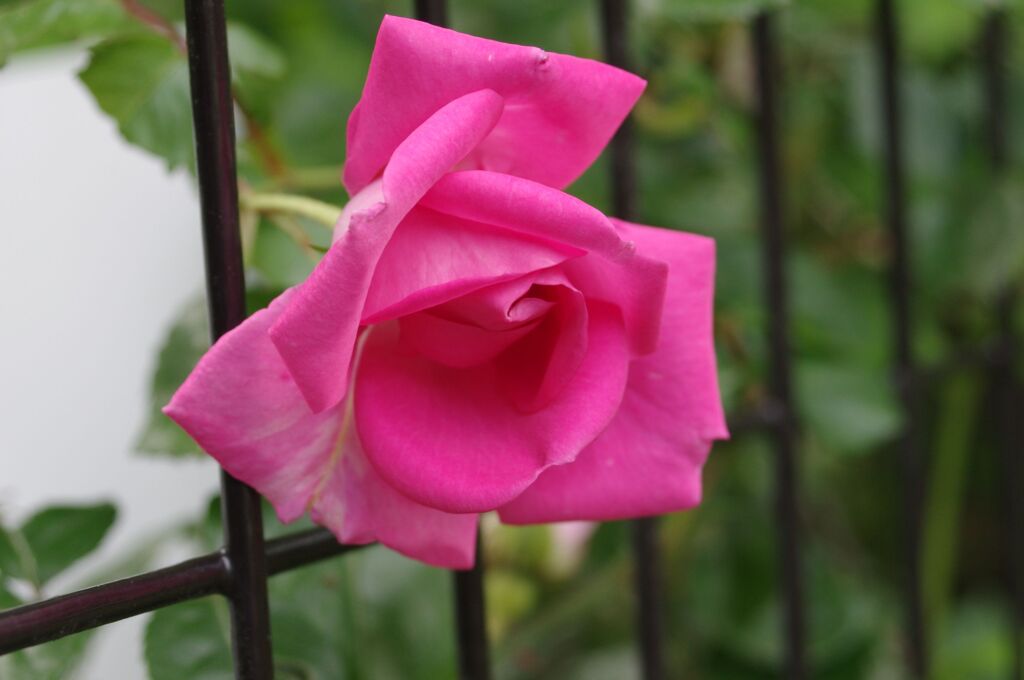 Escape Rose