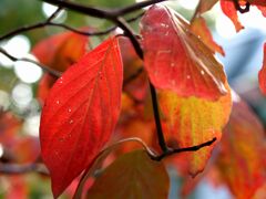 ハナミズキの紅葉