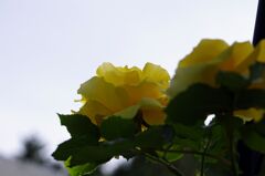 ツルバラ（友情）