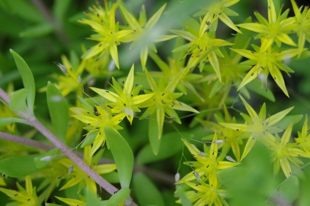 万年草