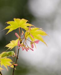 モミジのプロペラ