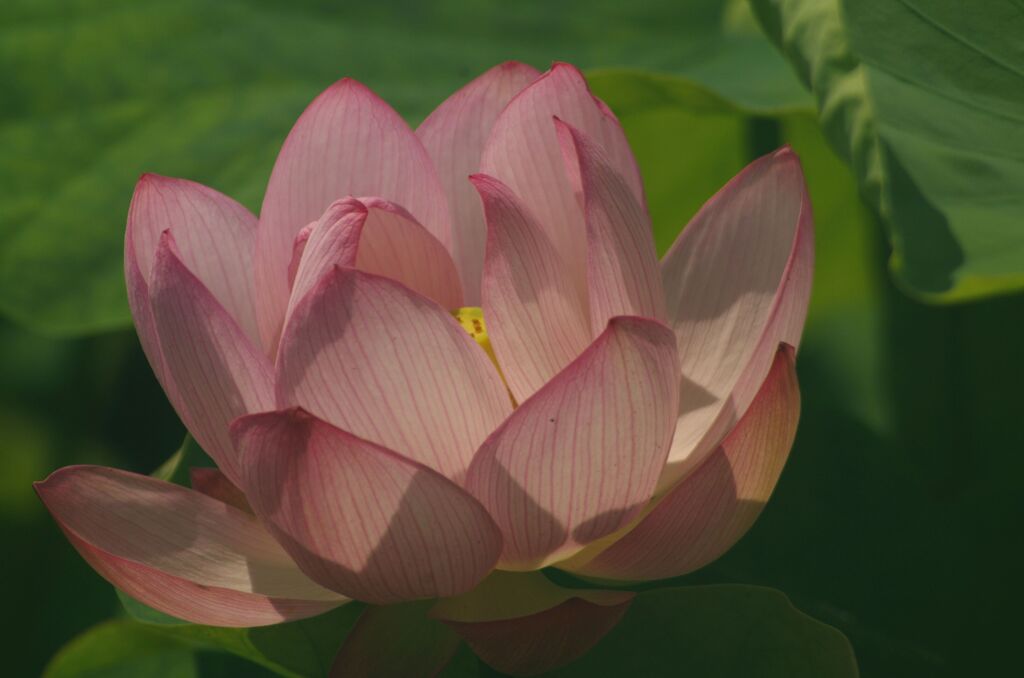 蓮４