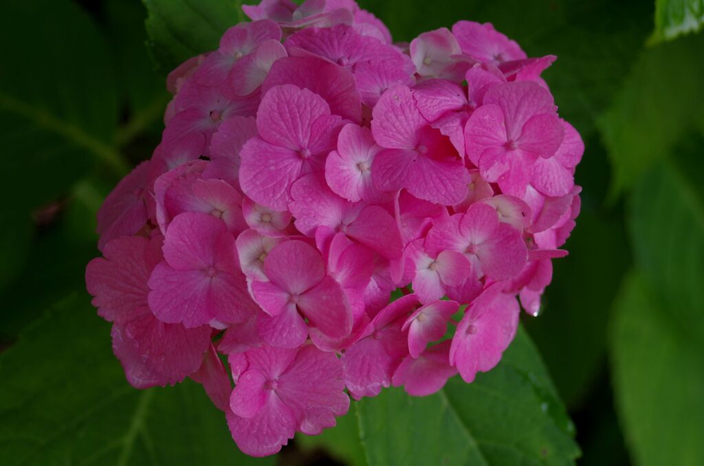 紫陽花４