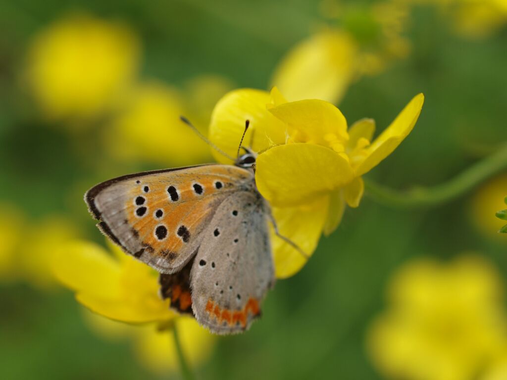 食事中失礼します