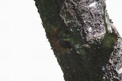 覗いちゃダメ！