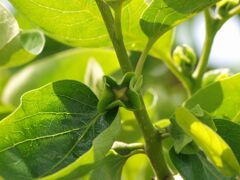 美味しくなぁ～れ