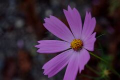 秋を彩る花達１