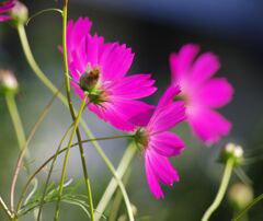 コスモス１
