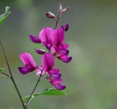 萩の花