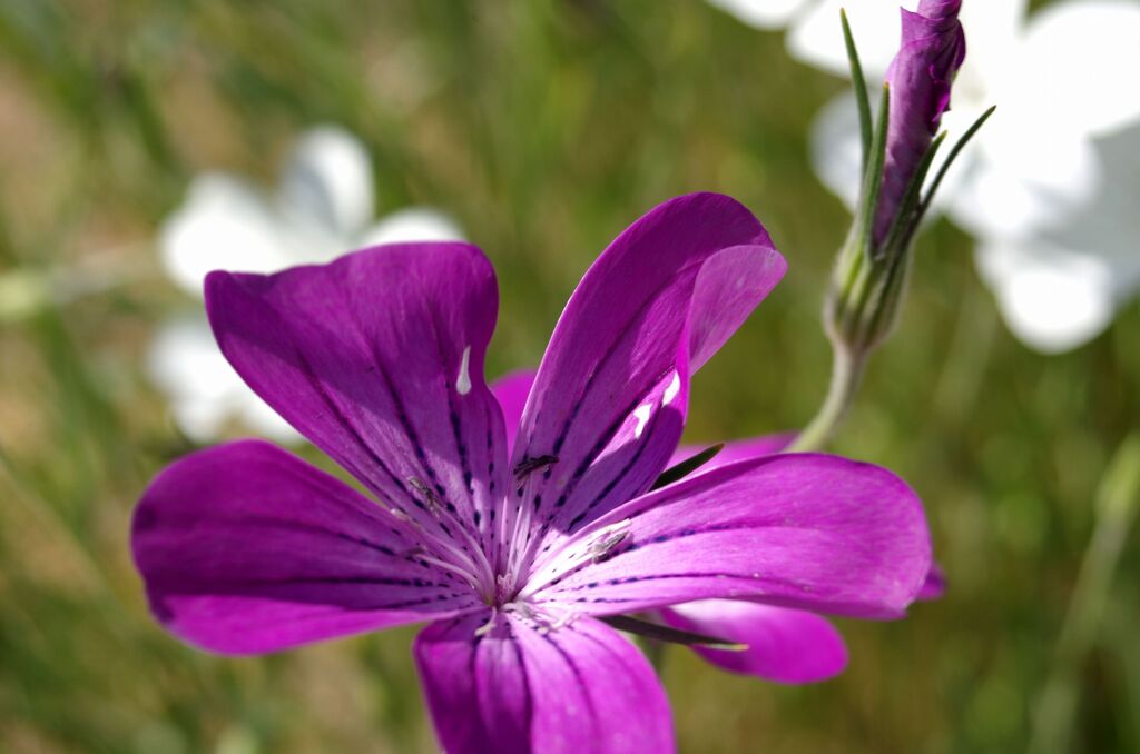 ムギナデシコ２