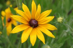 キヌガサキク２