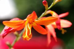 ヒメオウギスイセン