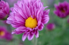 スプレーマム１