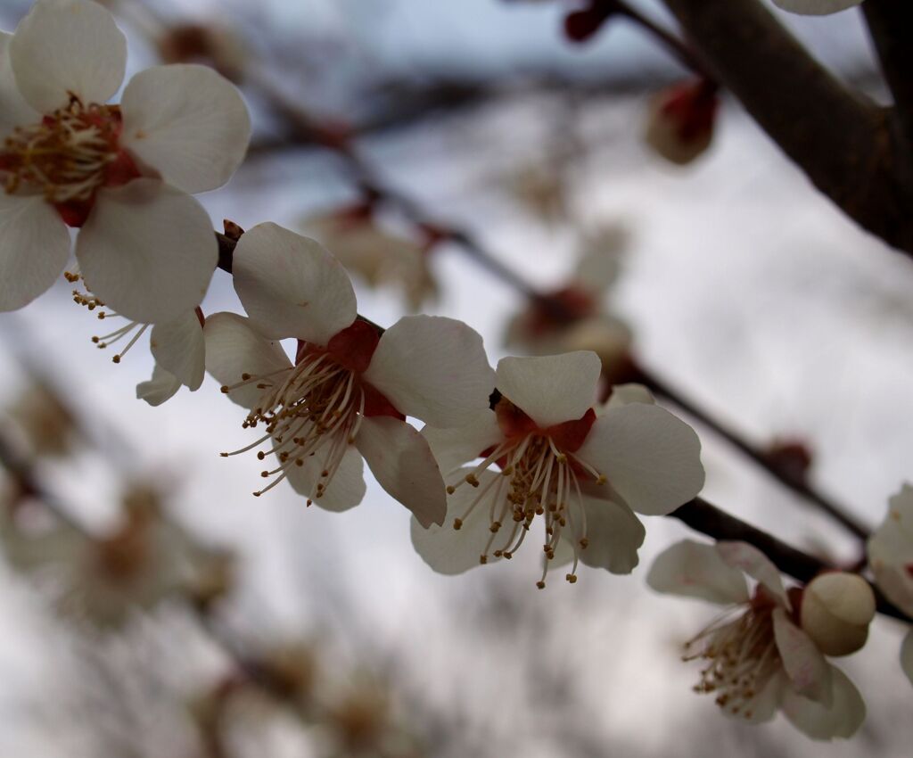 山桜２
