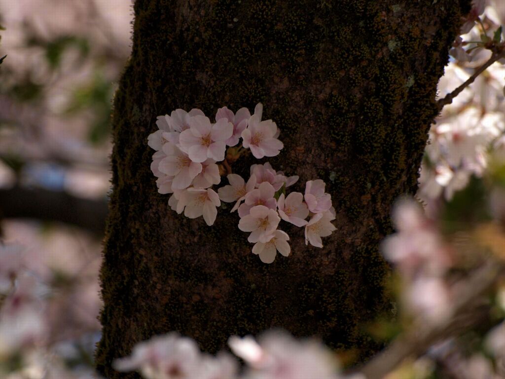 幹に咲くサクラ１