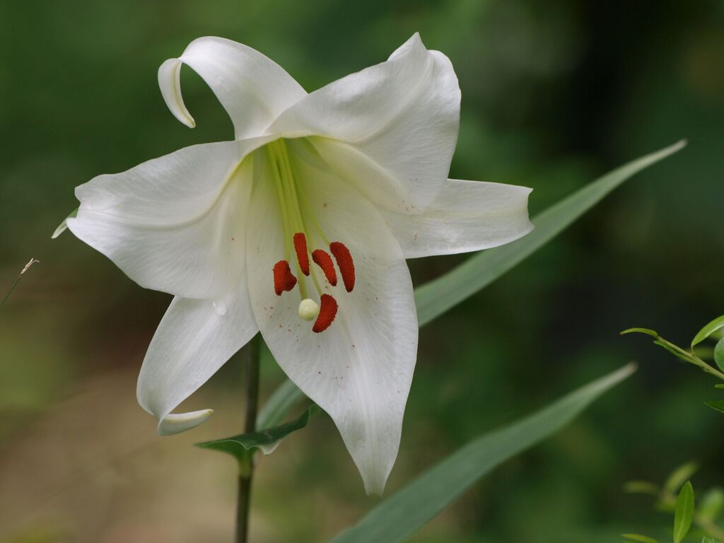 早咲き笹ユリ１