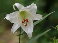 早咲き笹ユリ１