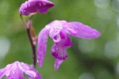 雨に濡れる紫蘭