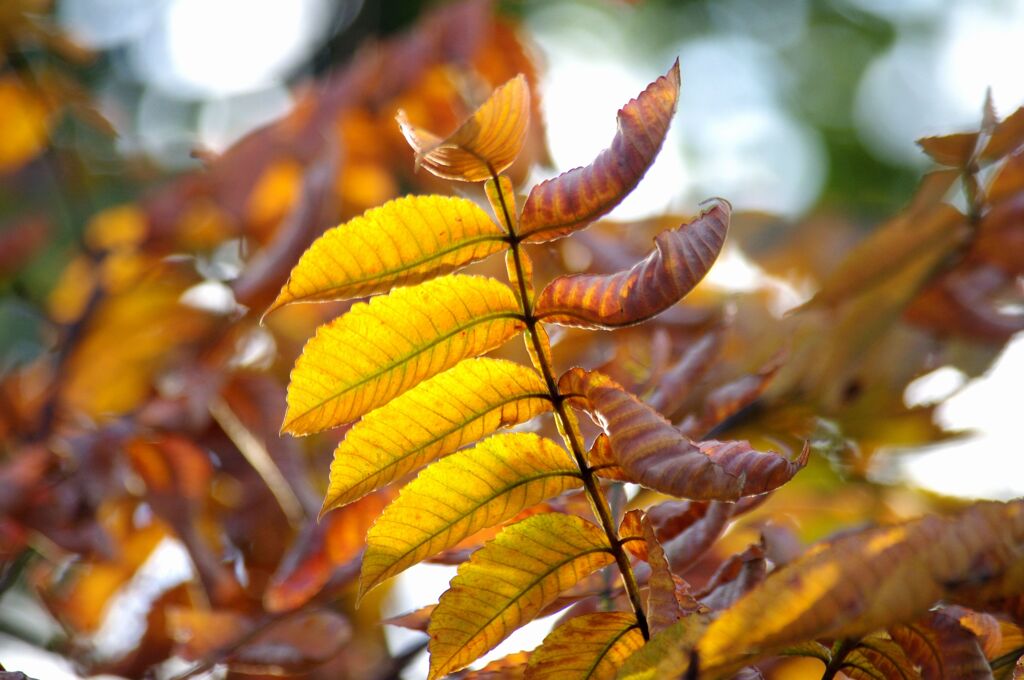 漆の紅葉