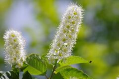 初夏の日差し１