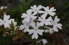 秋を彩る花達４