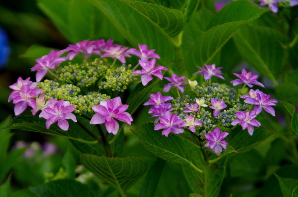 紫陽花１