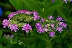紫陽花１