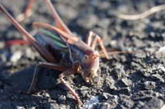 トノサマバッタと睨めっこ