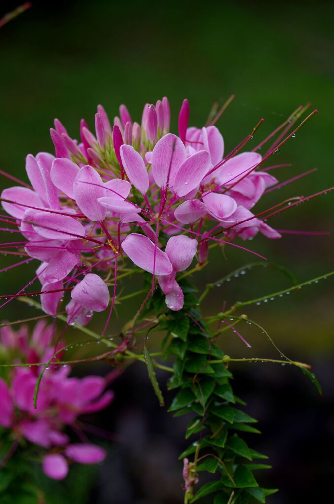 花魁草７